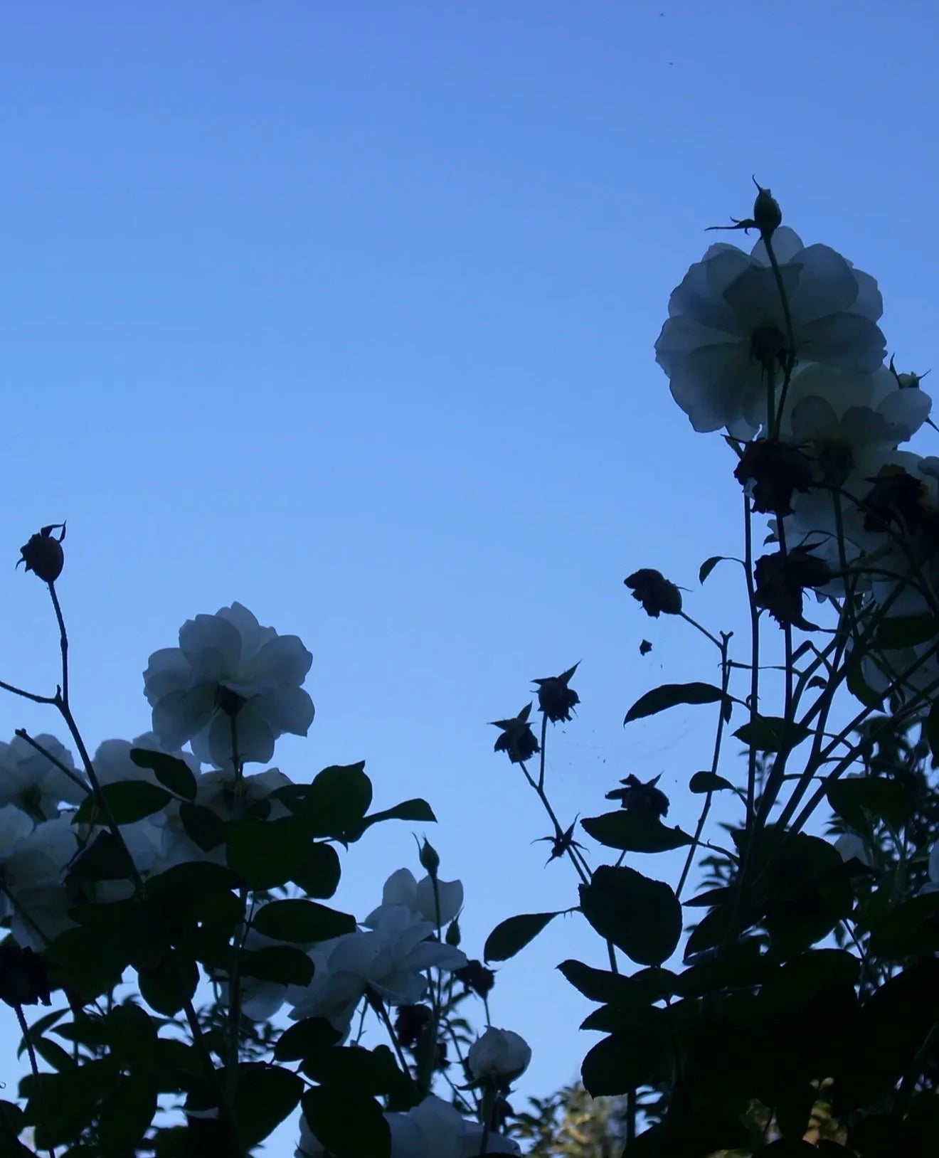 Nikon Coolpix L11